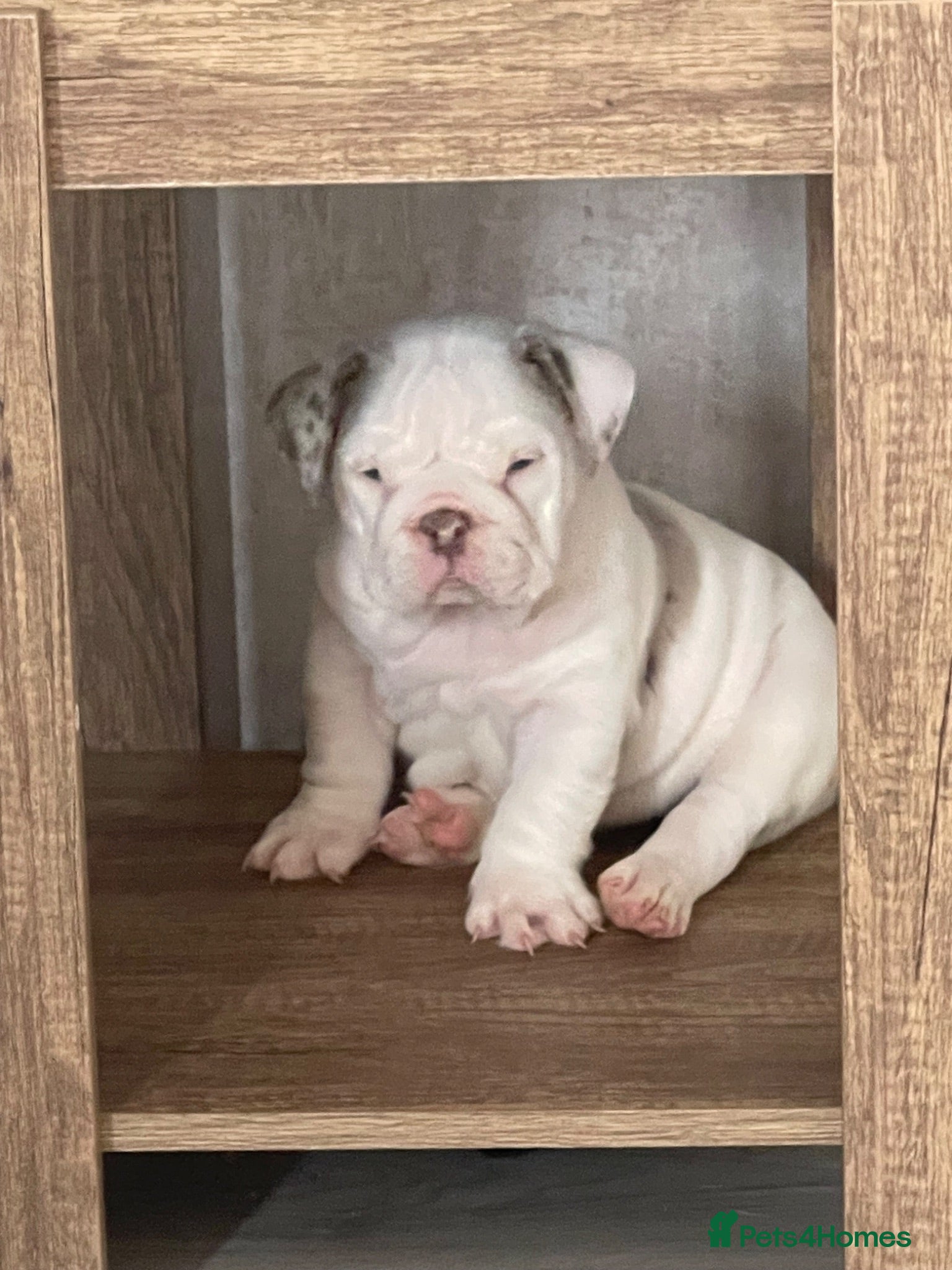 English Bulldog dogs ✨ Female English Bulldog - KC Reg ✨ - Advert 2