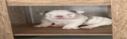 English Bulldog dogs for sale: ⭐️✨ English Bulldogs - KC Registered ⭐️✨ - Advert 6