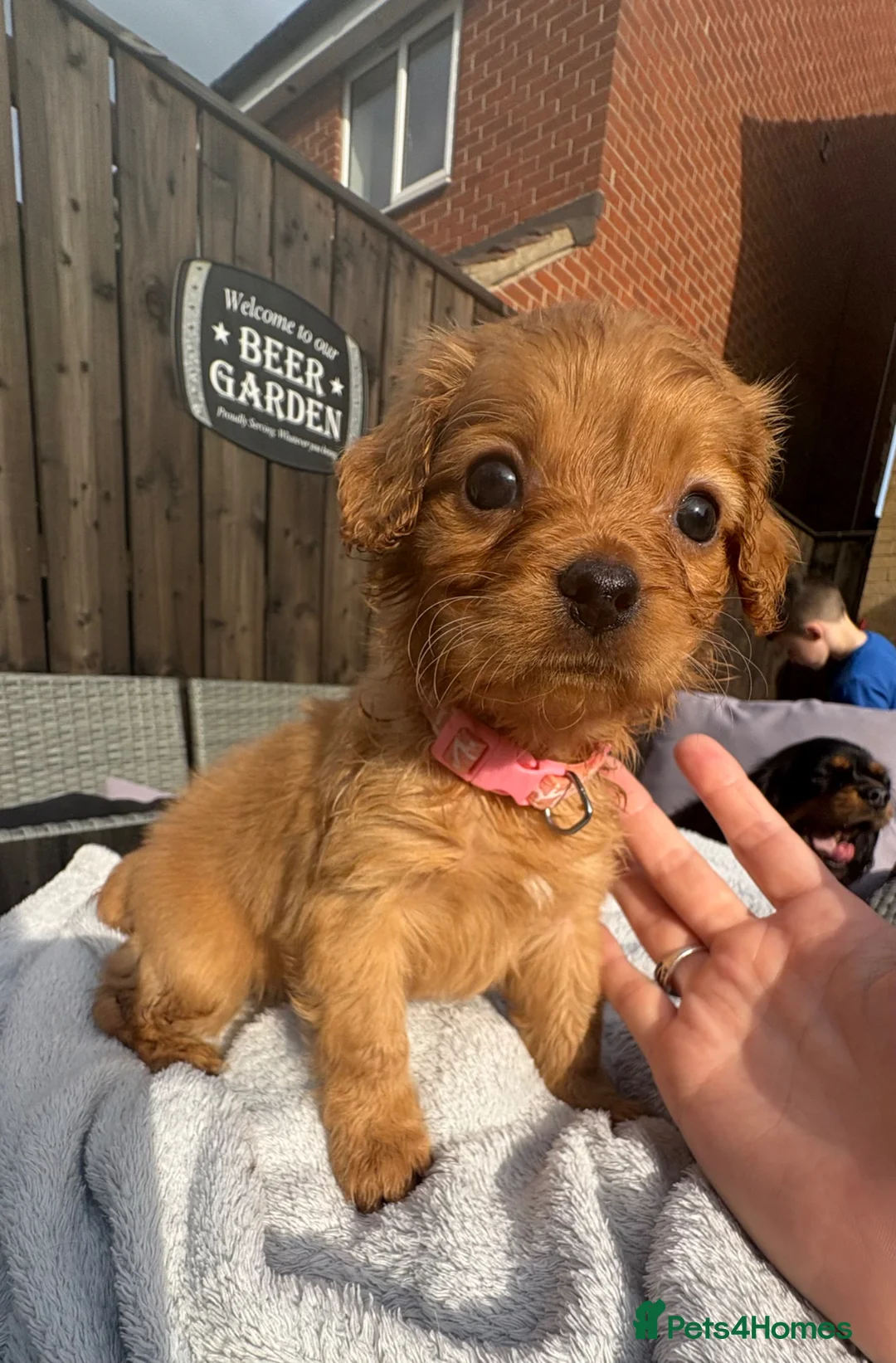Cavapoo dogs for sale: ⭐ Ready today! F1 Health tested Cavapoos⭐ - Advert 2