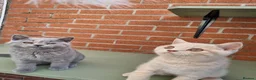British Shorthair cats for sale: British Shorthair boy and girl.  - Advert 11