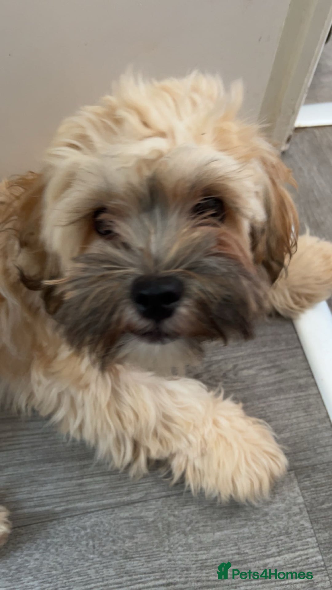 Shihpoo dogs for sale: Lovely shihpoo for rehoming - Advert 3