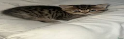 Mixed Breed cats for sale: British short hair/ tabby mixed kittens  in Glossop - Advert 2