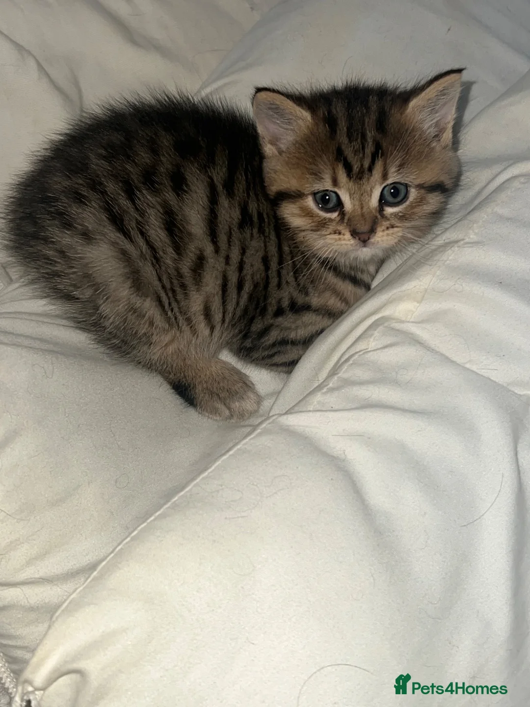 Mixed Breed cats for sale: British short hair/ tabby mixed kittens  in Glossop - Advert 2
