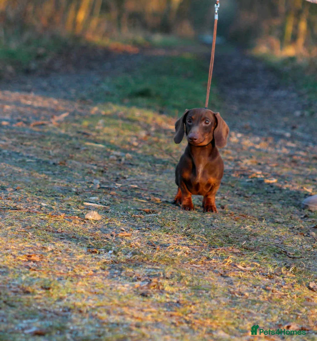 Miniature Dachshund dogs for sale: Outstanding tiny smooth coat dachshund  - Advert 13