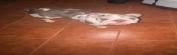 English Bulldog dogs for sale: English bulldog Blue tri Merle in Bradford - Advert 23