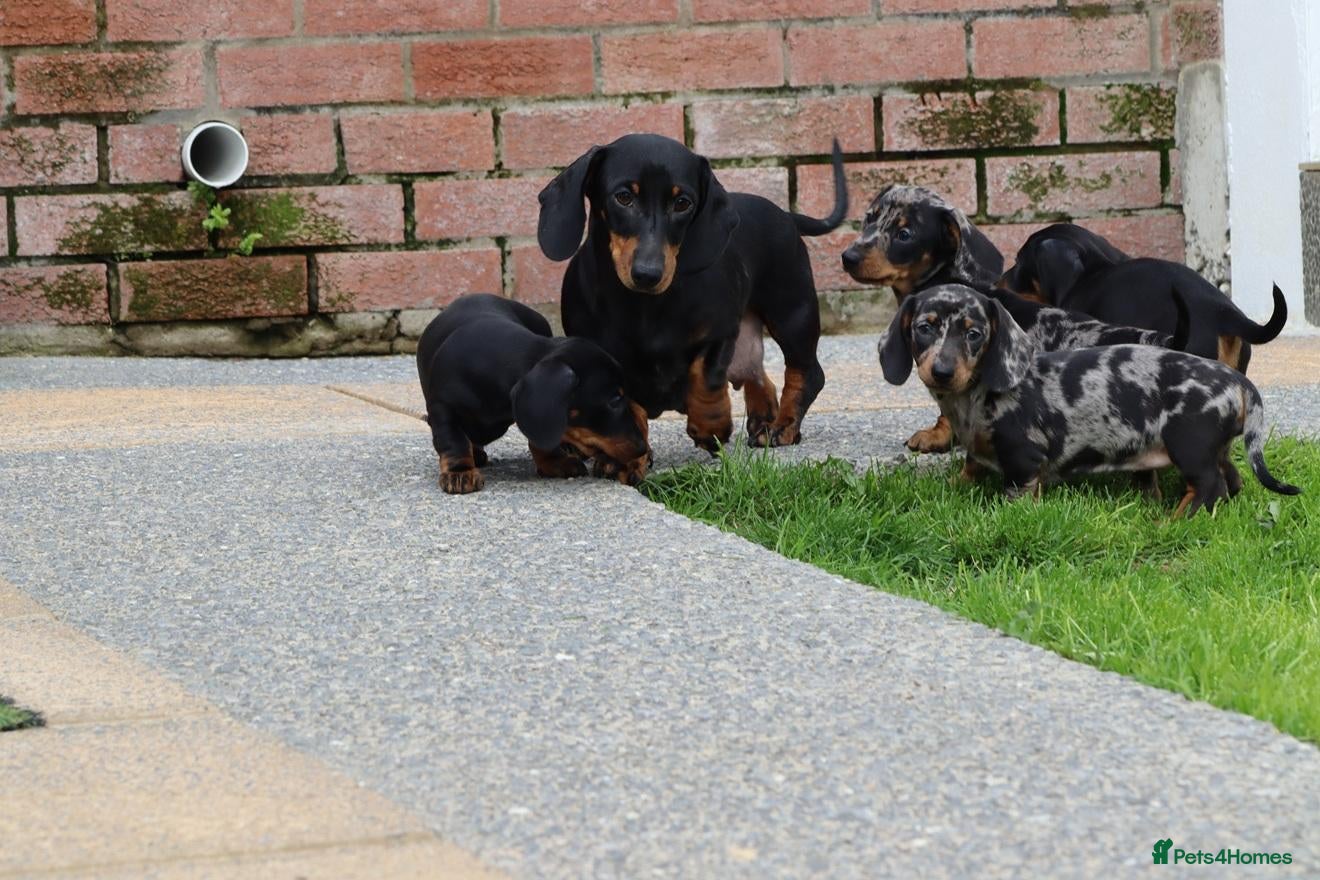 Dachshund dogs Miniature Dachshund puppies for sale - Advert 2