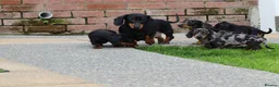 Dachshund dogs for sale: Miniature Dachshund puppies for sale - Advert 2