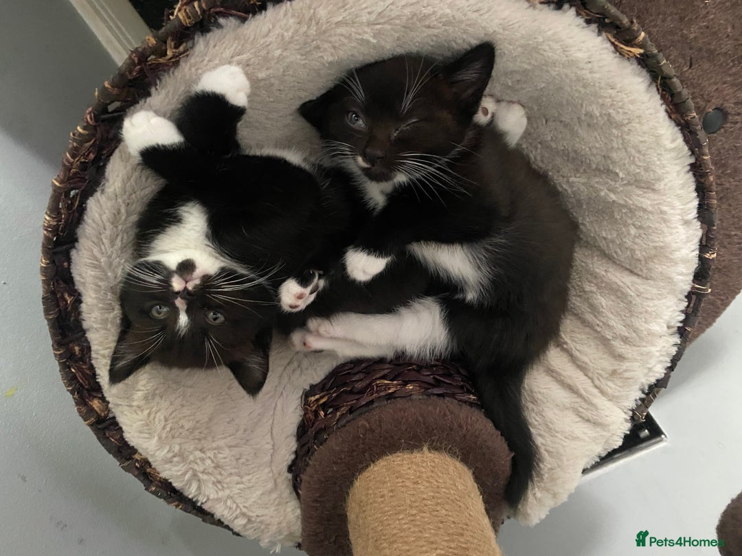 Mixed Breed cats for sale: X BRITISH SHORT adorable kittens ready 4 new home - Image 2