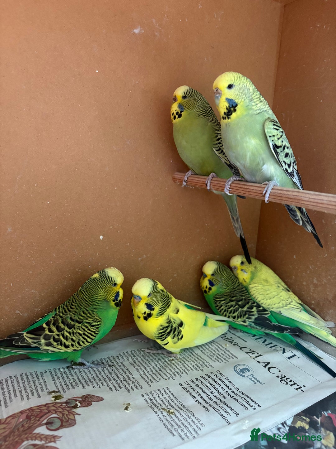 Budgerigars birds for sale: Gorgeous Budgies - Image 2