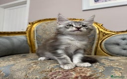 Maine Coon cats for sale: XXL Russian bloodline Maine Coon Kittens 20+Gen!🏆 - Image 28