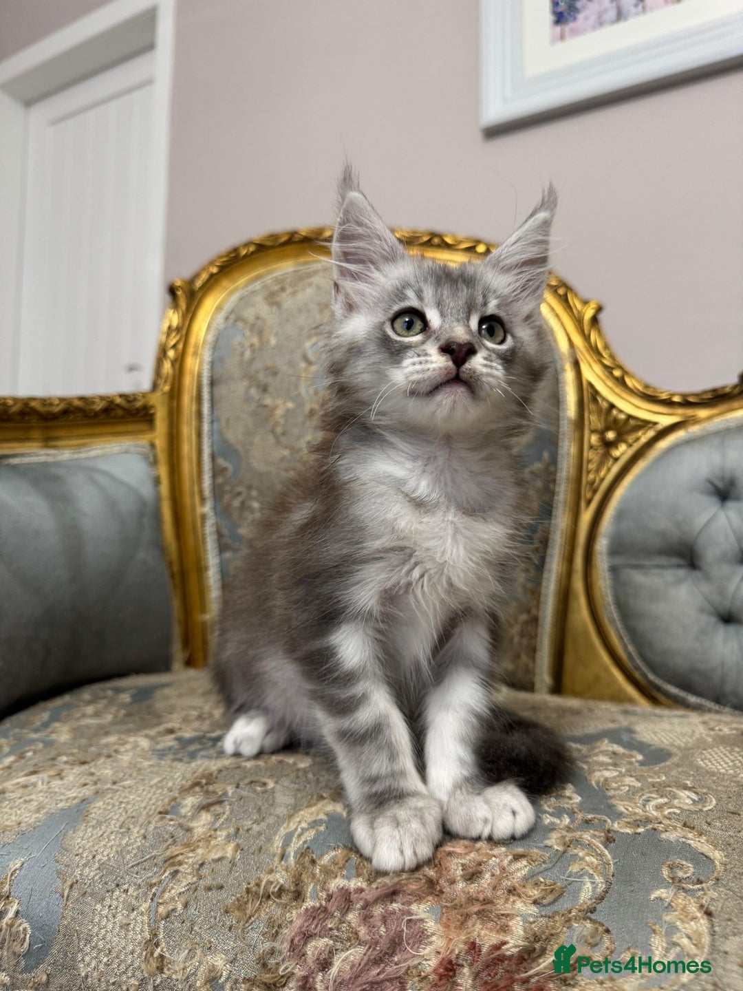 Maine Coon cats for sale: XXL Russian bloodline Maine Coon Kittens 20+Gen!🏆 - Image 28