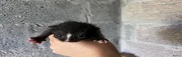 Domestic Shorthair cats for sale: Kittens - Newborn black and white - Advert 4