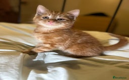 Mixed Breed cats for sale: Gorgeous fluffy kittens  - Advert 3