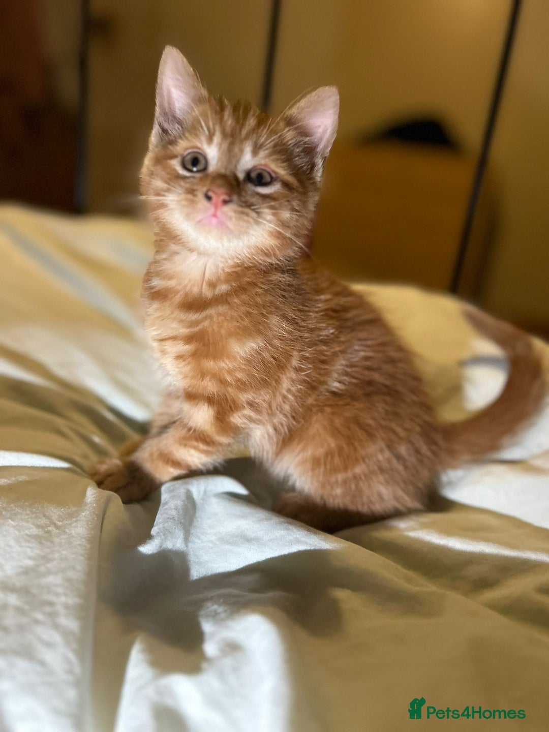 Mixed Breed cats for sale: Gorgeous fluffy kittens  - Advert 3