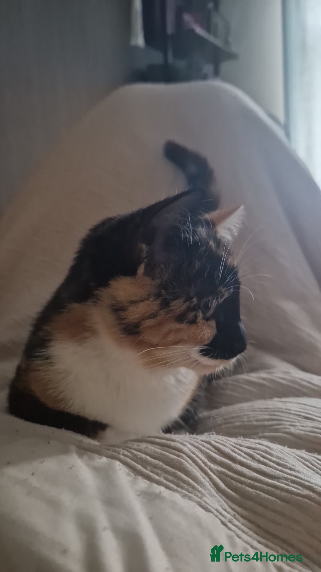 Mixed Breed cats for sale: Meet Sweet Little Missy (8 months, rehome) - Advert 2