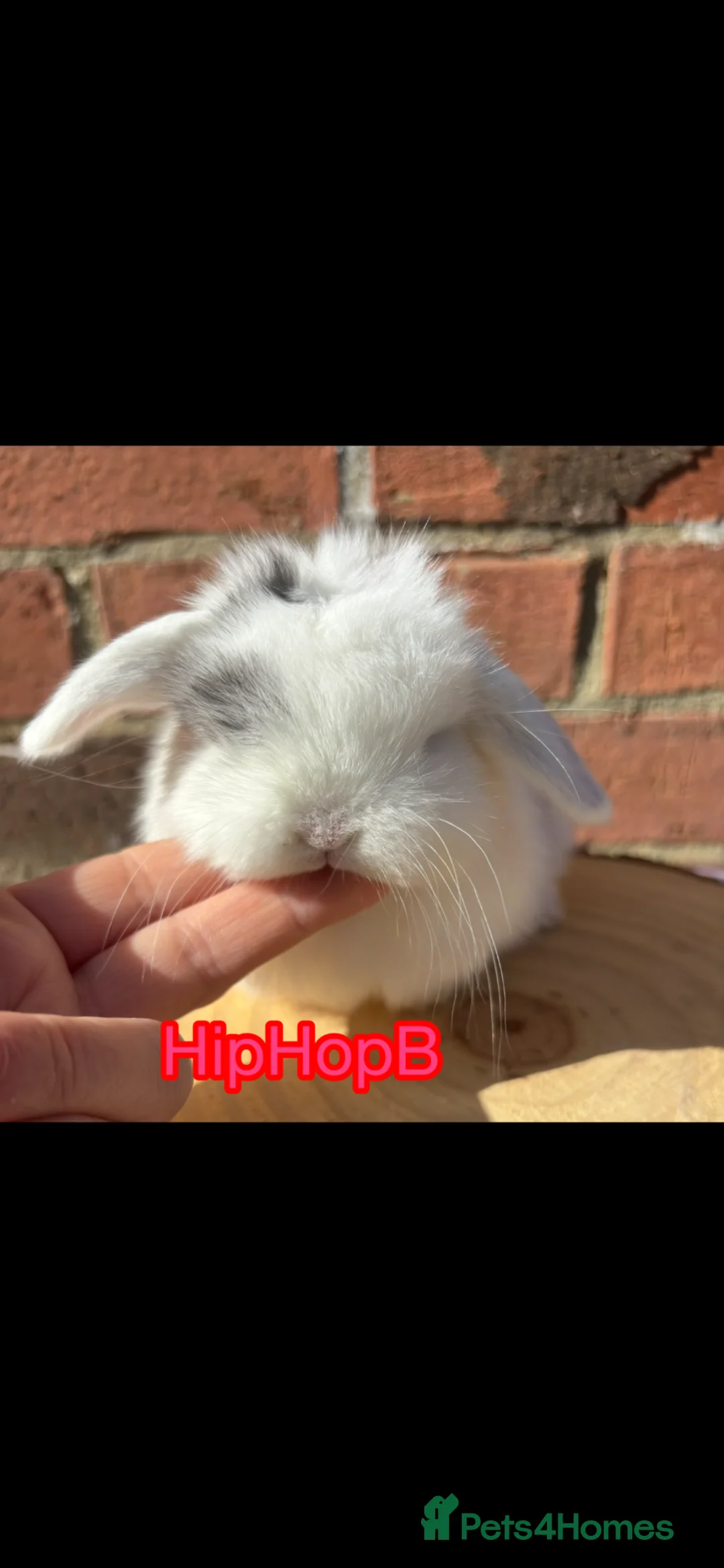 Mini Lop rabbits for sale: Pure bred pedigreed Mini lops  - Advert 2