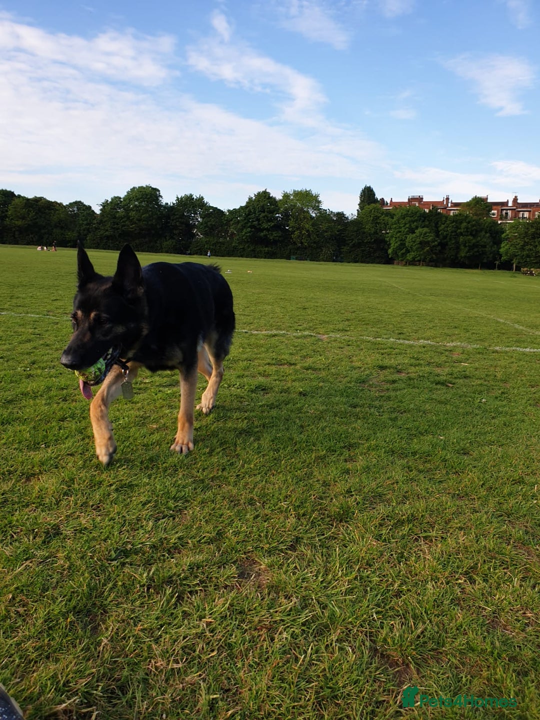 German Shepherd dogs for sale: Extremely trained German Shepherd - Advert 3