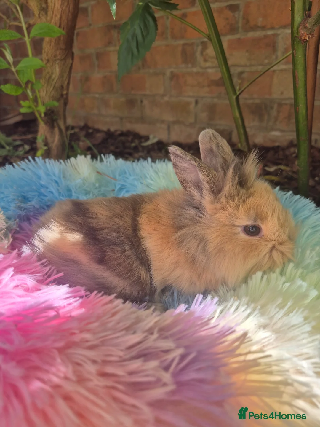 Mixed Breed rabbits for sale: Baby Harlequin Lionhead rabbits  - Advert 2