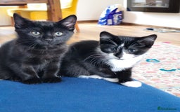 Mixed Breed cats for sale: 3 beautiful kittens for sale - Image 8