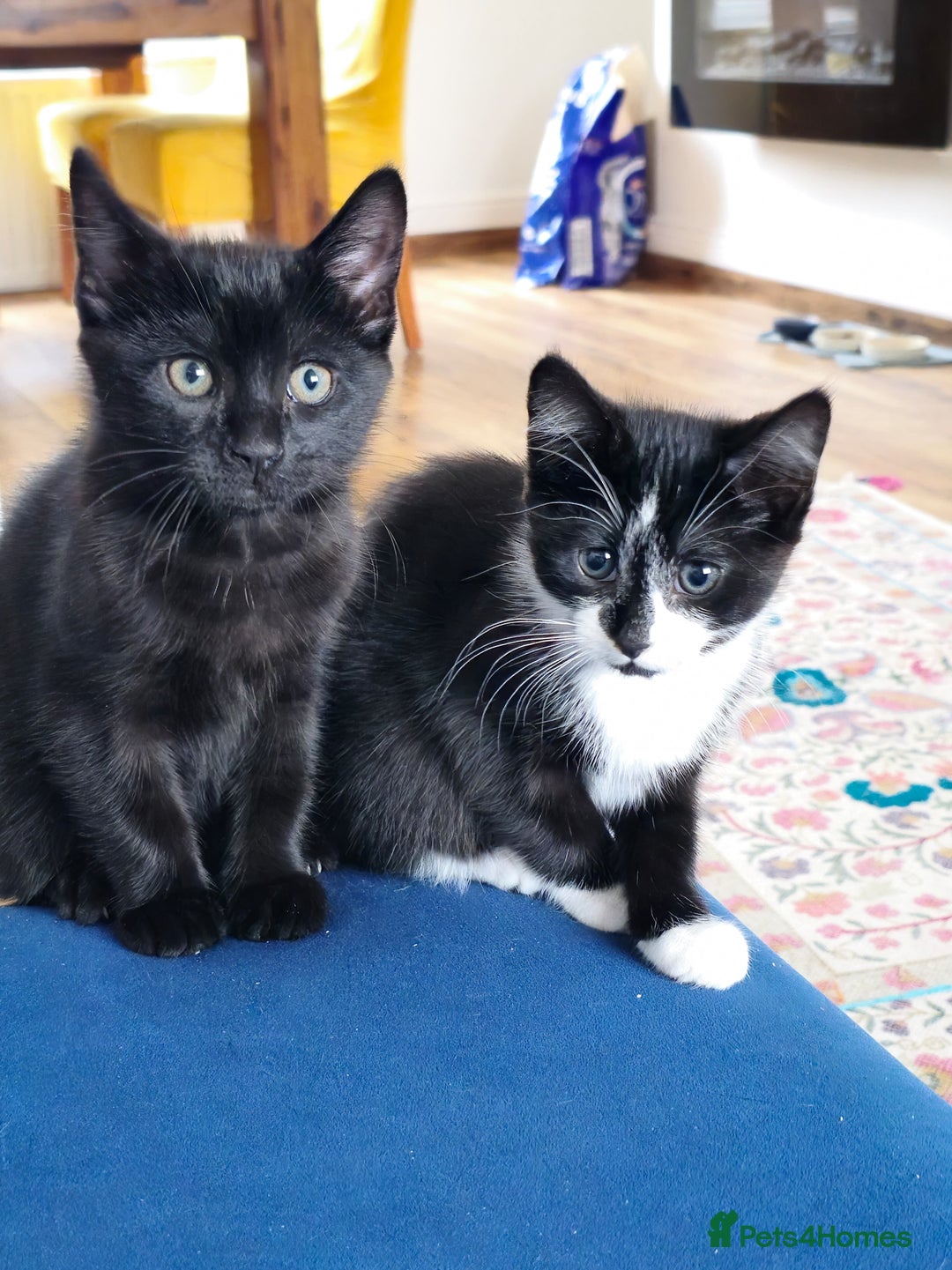 Mixed Breed cats for sale: 3 beautiful kittens for sale - Image 8