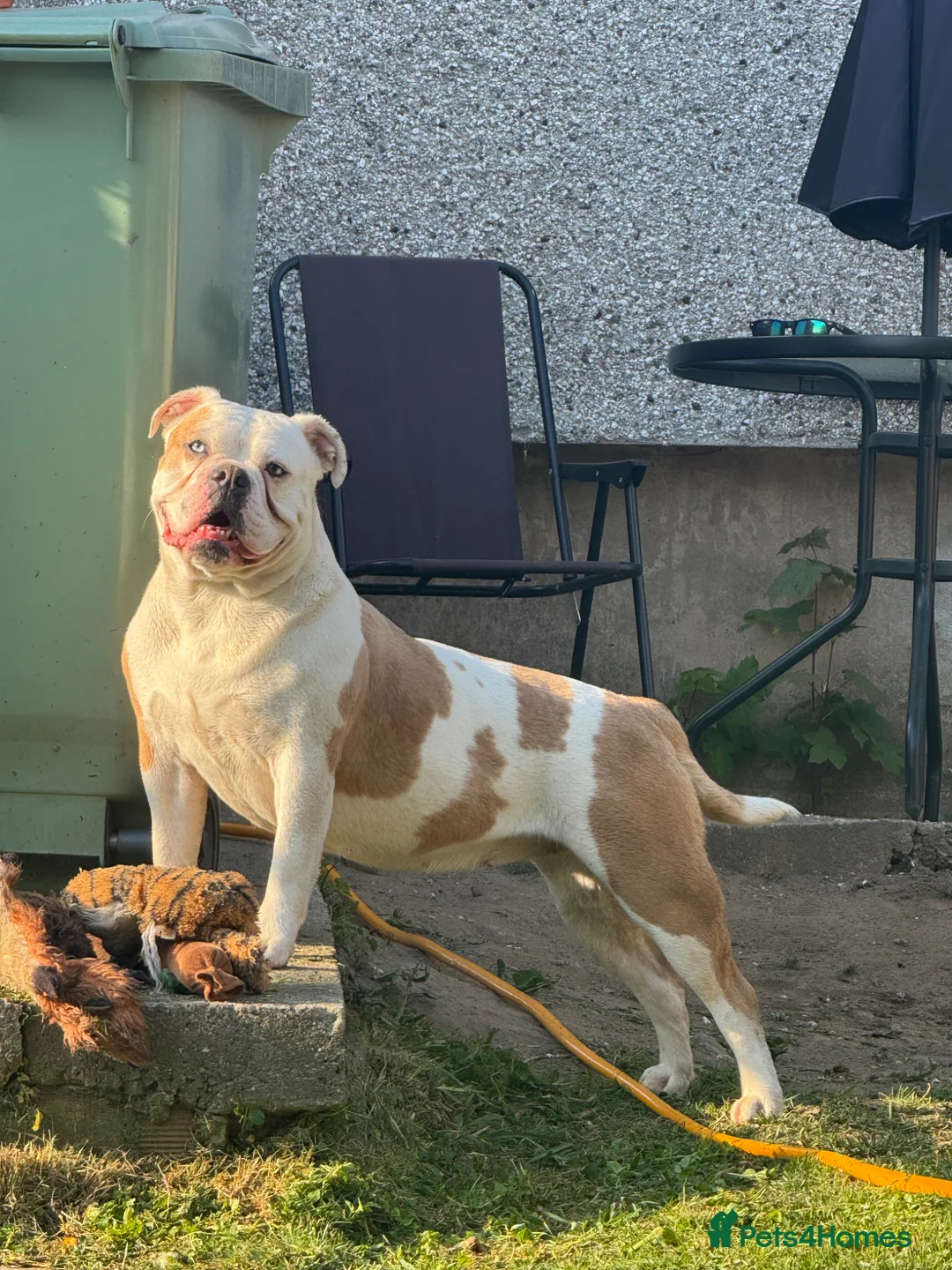 Old Tyme Bulldog dogs for sale: Old tyme English bulldog Belle  in Chesterfield - Advert 1