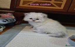 British Shorthair cats for sale: 🐾 4 Adorable British Shorthair Kittens Available! - Image 9