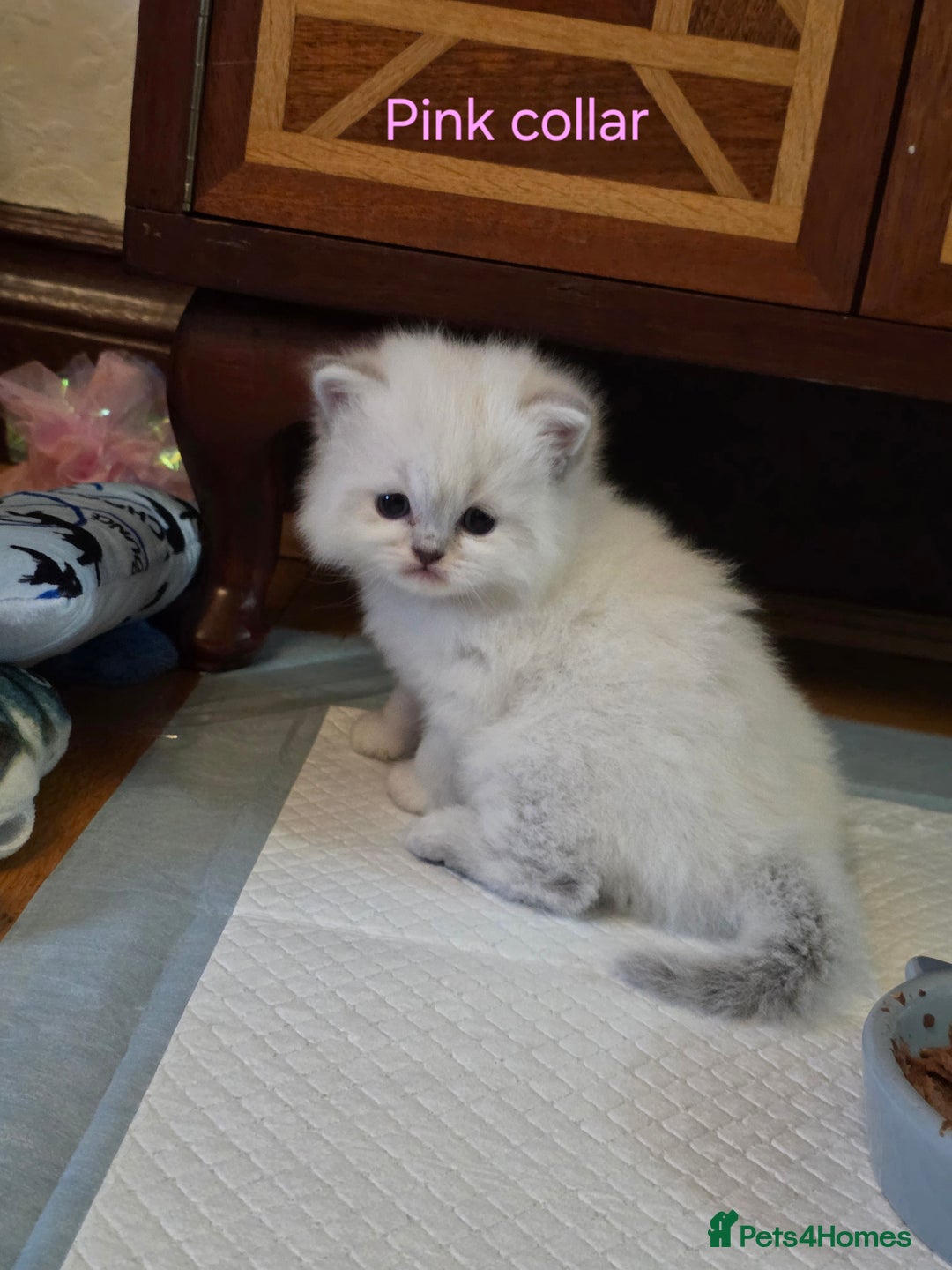 British Shorthair cats for sale: 🐾 4 Adorable British Shorthair Kittens Available! - Image 9