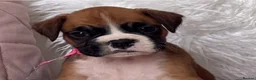 Boxer dogs for sale: Beautiful boxer puppies  - Advert 5