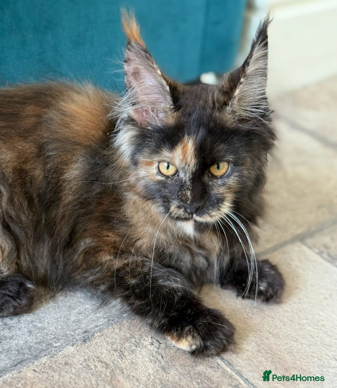 Maine Coon cats for sale: European Blood Lines GCCF Reg Main Coon Kittens  - Image 14