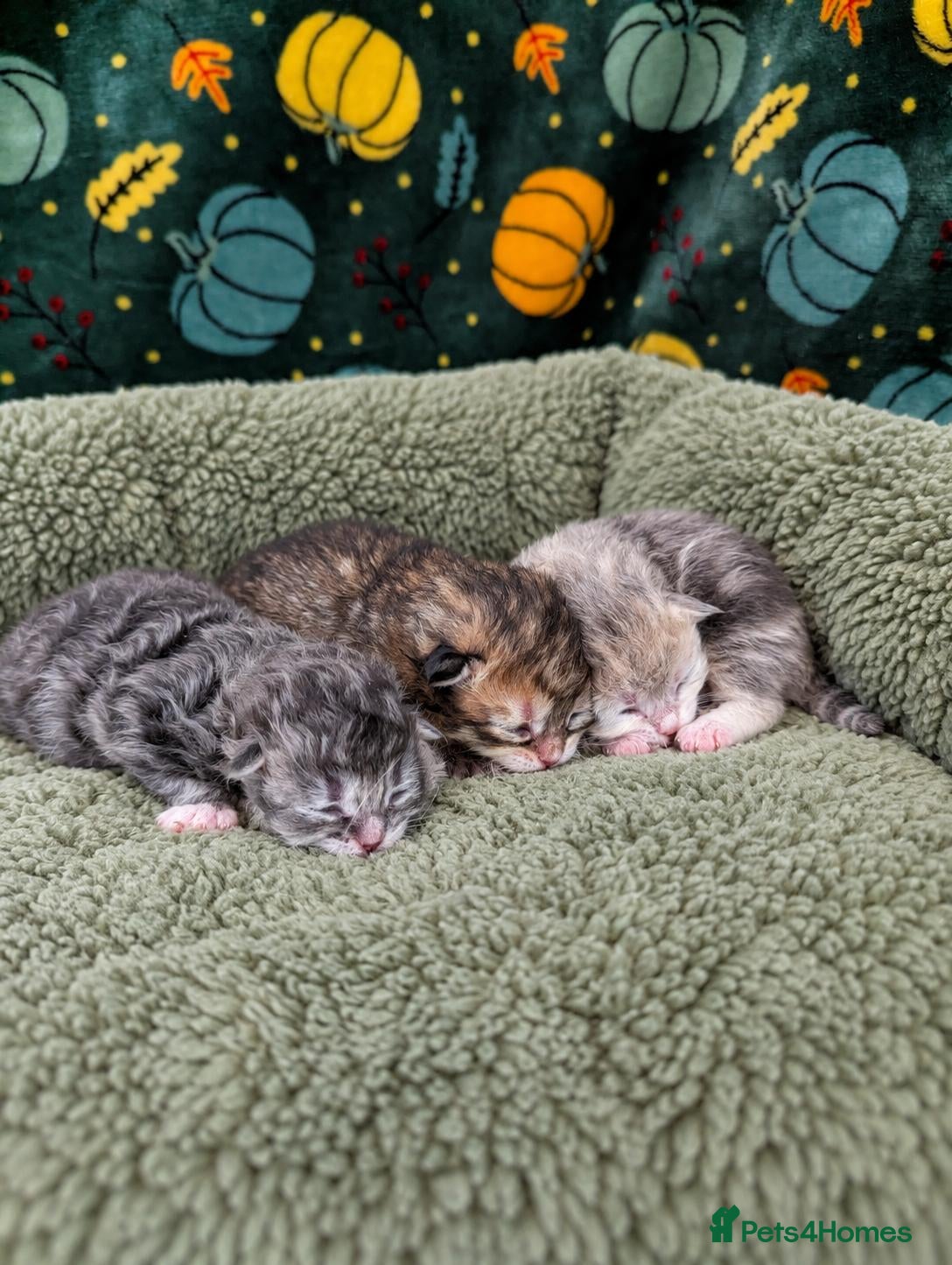 Siberian cats for sale: Champion Lines | TICA Siberian Kittens–Mid-January - Advert 8