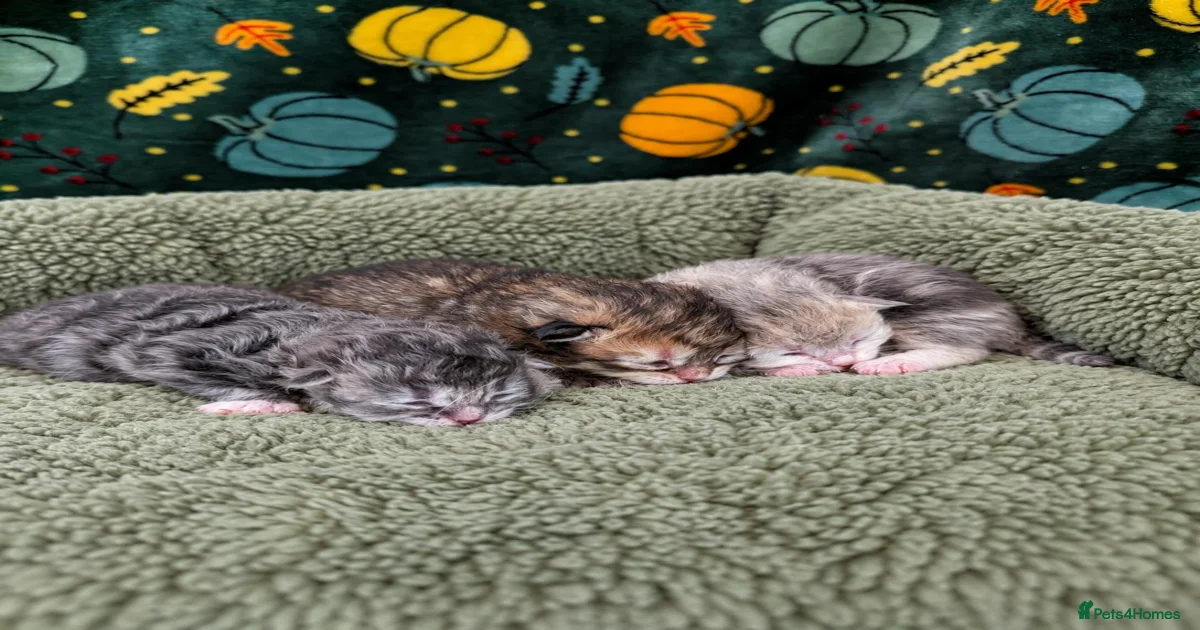 Champion Lines | TICA Siberian Kittens–Mid-January for sale in Norwich ...