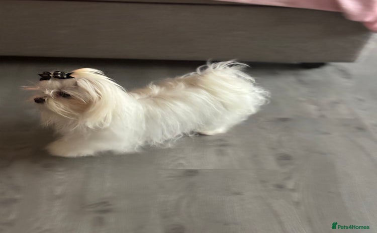 Maltese dogs in Belper - Advert 18