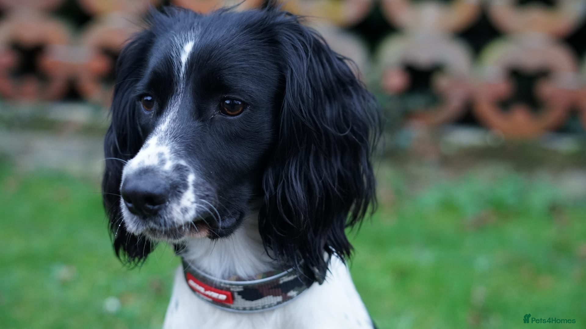Sprocker dogs Joyful Sprocker Puppies for Sale - Advert 4
