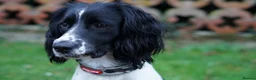 Sprocker dogs for sale: Joyful Sprocker Puppies for Sale - Advert 1