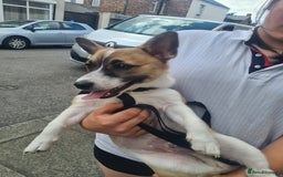 Welsh Corgi Pembroke dogs for sale: Corgi pup male 4 months old - Image 5