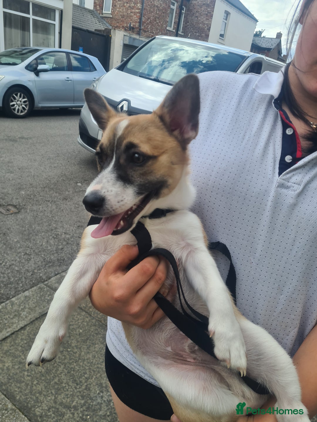 Welsh Corgi Pembroke dogs for sale: Corgi pup male 4 months old - Image 5