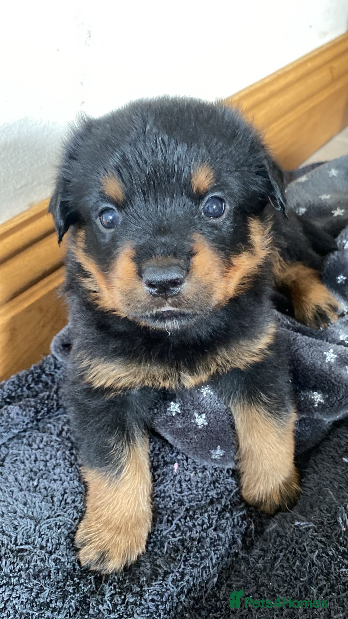 Rottweiler dogs Very Last Rottweiler Boy – Exceptional Parents  - Advert 2