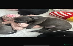 Staffordshire Bull Terrier dogs for sale: Beautiful Staffordshire bull terrier puppy’s  - Image 4