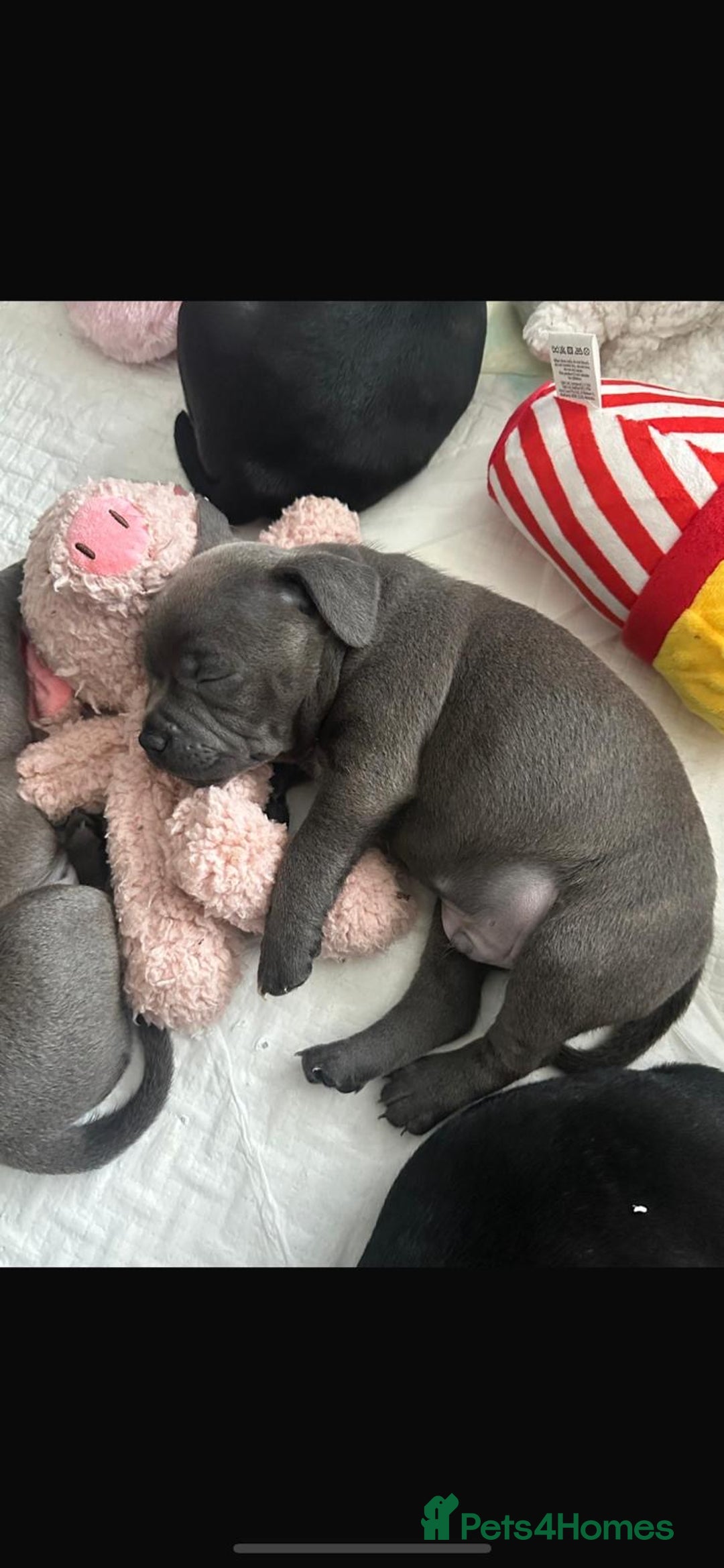 Staffordshire Bull Terrier dogs for sale: Beautiful Staffordshire bull terrier puppy’s  - Image 4