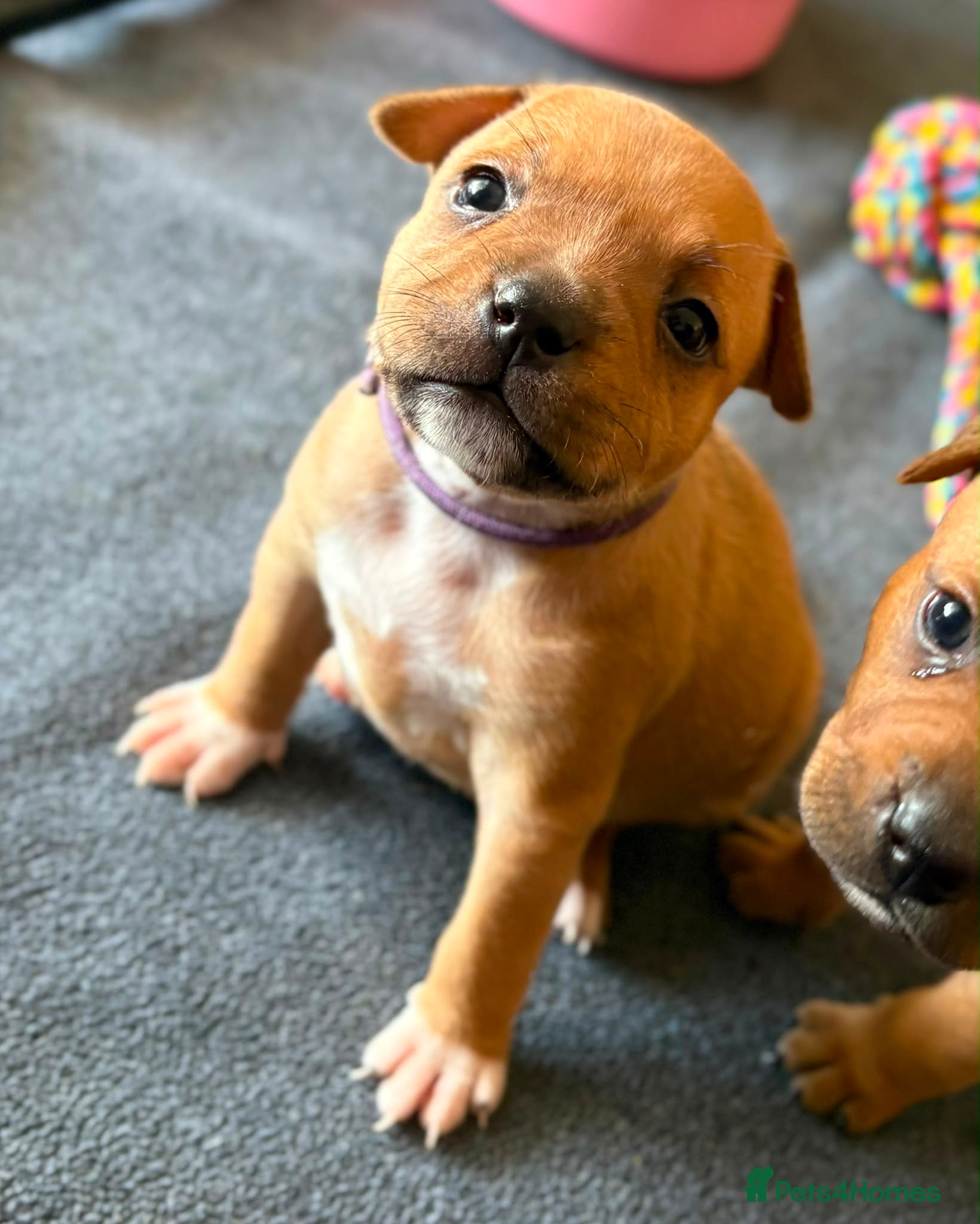 Staffordshire Bull Terrier dogs KC Red Staffordshire Bull Terriers ❤️❤️ - Advert 11