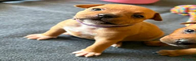 Staffordshire Bull Terrier 4 Purple collar 