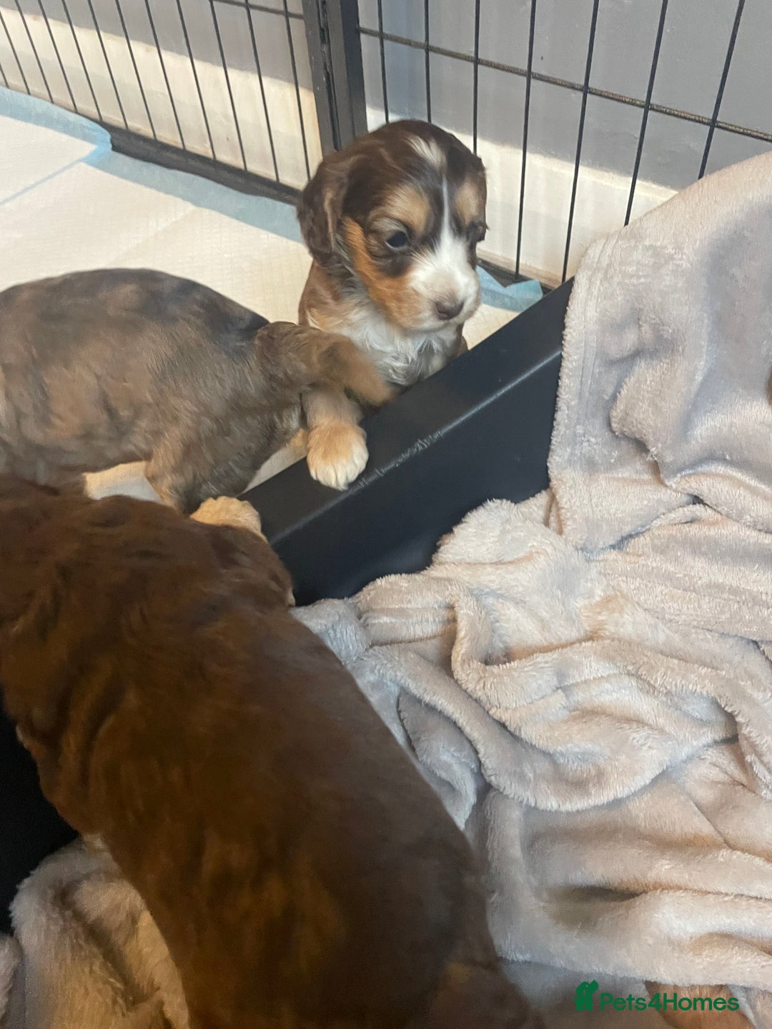 Cockapoo dogs for sale: Stunning sable cockapoos  - Advert 9