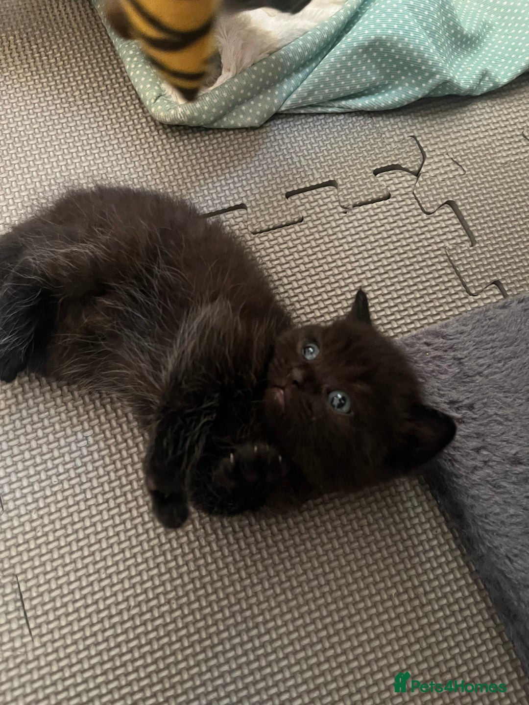 British Shorthair cats for sale: British Shorthair X Ragdoll - Image 13