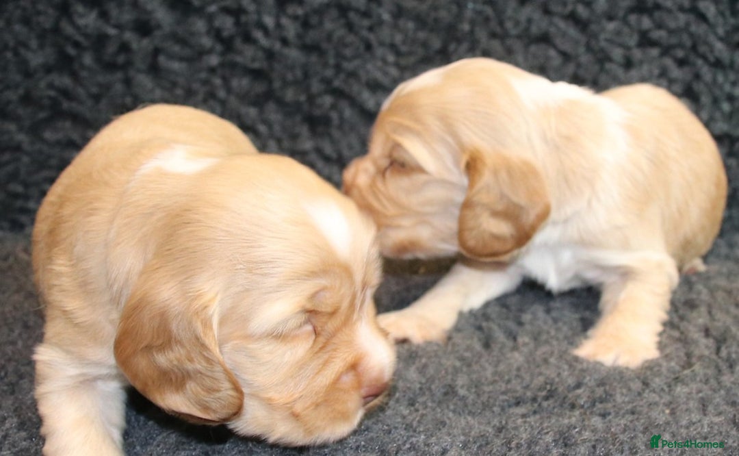 Cocker Spaniel dogs for sale: Stunning Show Cockers-Health Checked,KC Registered - Image 5