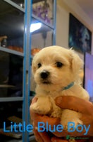 Maltese dogs - Advert 7