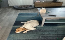 Mixed Breed dogs for adoption: Roscoe Looking For His Forever Home  - Image 11
