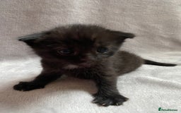 Domestic Shorthair cats for sale: Black kittens - Image 1