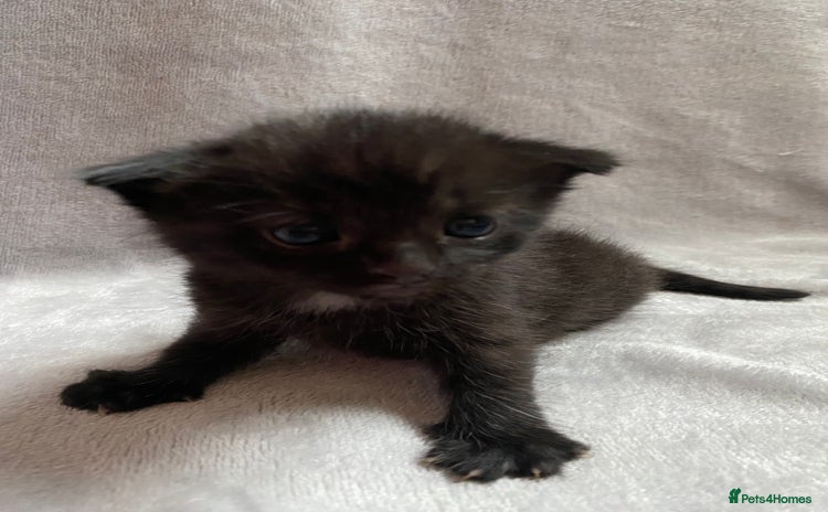 Domestic Shorthair cats - Advert 1