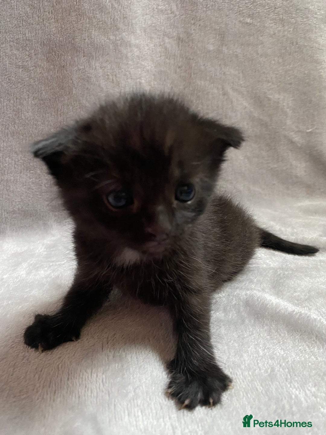 Domestic Shorthair cats for sale: Black kittens - Image 1