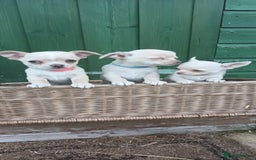 Chihuahua dogs for sale: CHIAHUAHUA PUPPYS - Image 10